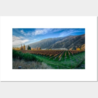 Majestic Views of New Zealand Vineyards Posters and Art